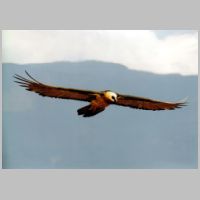 2011 3rd Clive Manvell- lammergeier